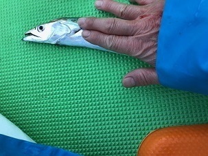 IMG_0558.jpg